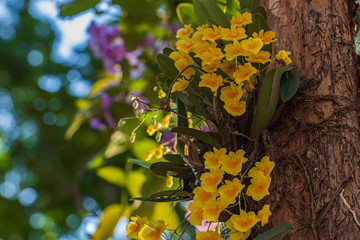 Dendrobium lindleyi Steud., Beautiful rare wild orchids in tropical forest of Thailand.