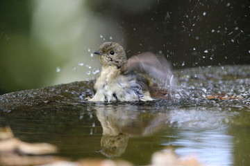 キビタキ（♀）