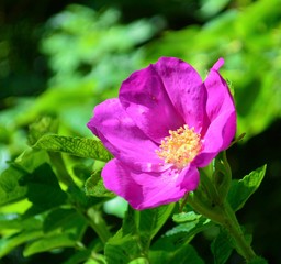 pink flower in the garden