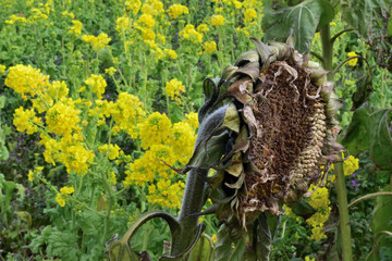 四季のバトン２～ひまわり⇒菜の花～