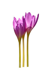 Colchicum autumnale flowers commonly known as autumn crocus or meadow saffron isolated on white background.
