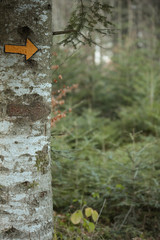 randonnées en forêt et chantier pédestre en suisse romande