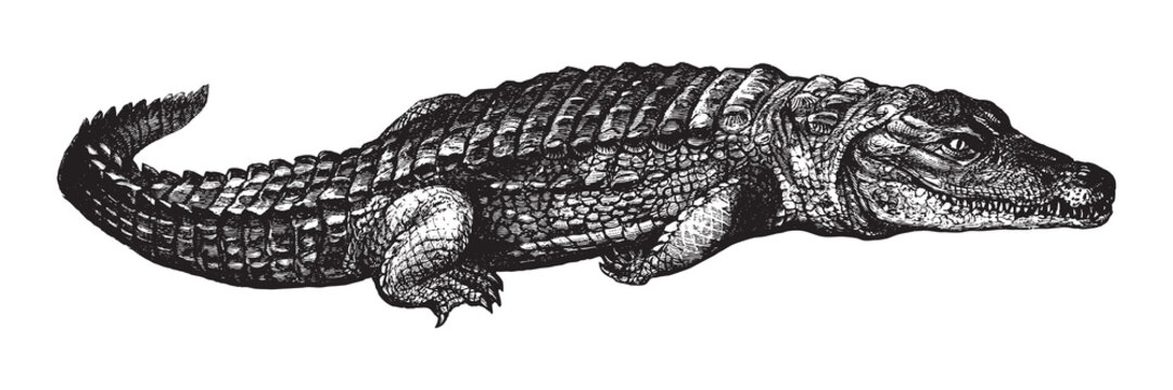 Nile crocodile (Crocodylus niloticus) / vintage illustration from Brockhaus Konversations-Lexikon 1908