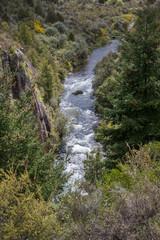 Waihaha. Near Lake Taupo. New Zealand. Forest. River