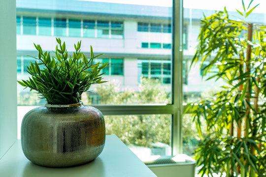 Planta verdejante junto &agrave; janela