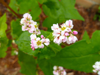 Buckwheat flower. Blossoming buckwheat steam on a green leaves background. Growing own healthy food. Closeup, selective focus