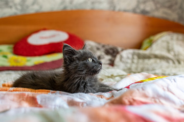 A small kitten with tassels on its ears and gray   Maine Coon fur in the home for maintenance and  ...