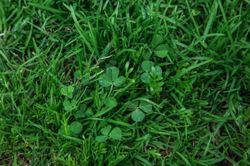 Earth Day. Ecological concept. Grass stems with water drops in the sun. spring grass background. bright green grass with water drops. natural backgrounds with green grass