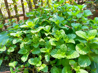 The mint tree is in a pot in the backyard. For cooking ingredients in the family