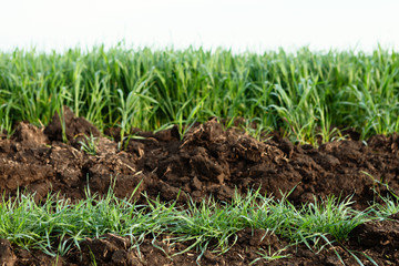 Green small grasses grow up from the soil