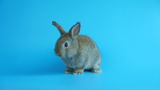 Grey cute rabbit moving on blue screen background.