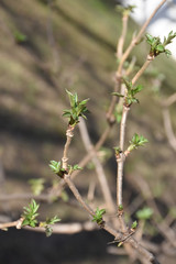 Elderberry, young leaves sprouted on a thin twig