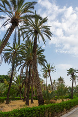 Obraz na płótnie Canvas Coconut Palms Tropical Park in Palermo, Sicily - Italy.