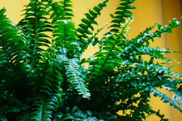 Green potted fern in domestic home interior on wooden chair with bright yellow curtain, home gardening decoration. Plants in interior