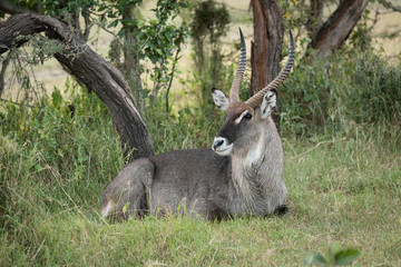 Male Defassa waterbuck lying under bent tree