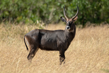 Male Defassa waterbuck standing in long grass