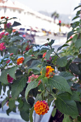 red berries of barberry