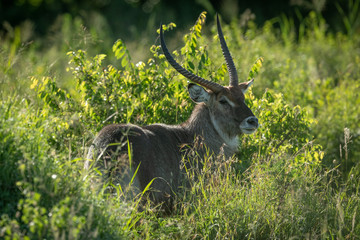 Male Defassa waterbuck stands in thick bushes