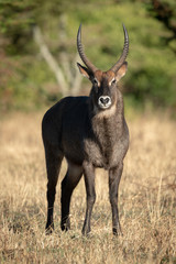 Male Defassa waterbuck stands looking at camera