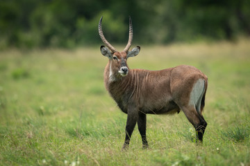 Male Defassa waterbuck stands with head turned