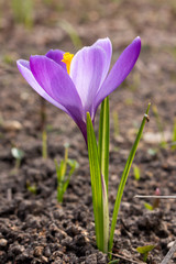 Naklejka premium Crocus vernus (Spring Crocus, Giant Crocus)