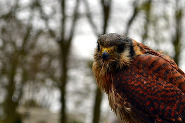 Falco bird closeup in rainy day