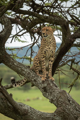 Naklejka na ściany i meble Male cheetah sits in tree looking left