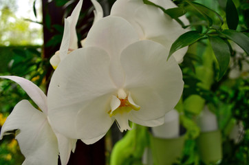 White orchid closeup in Keukenhof garden
