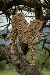 Male cheetah stands on trunk turning head