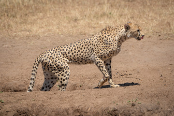 Male cheetah walks out of dirt gully