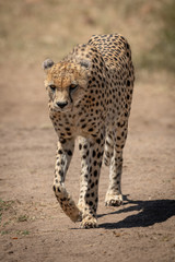 Male cheetah walks towards camera lifting paw