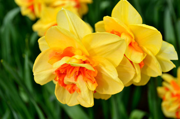 Yellow narcissus closeup in Keukenhof garden