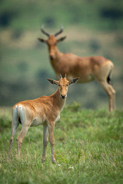Male hartebeest and calf stand watching camera