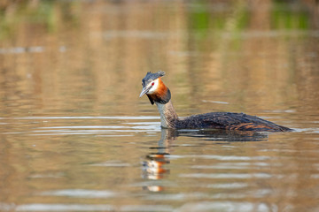 The great crested grebe (Podiceps cristatus) is a member of the grebe family. 