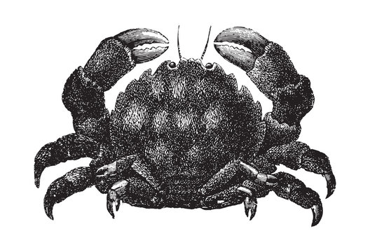 Crab (Dromia personata) / vintage illustration from Brockhaus Konversations-Lexikon 1908