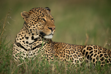 Fototapeta na wymiar Male leopard lies in grass facing right
