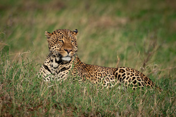 Male leopard lies in grass turning head