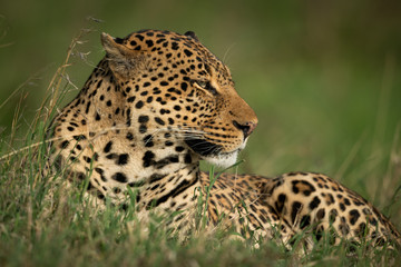 Male leopard lies in grass looking right