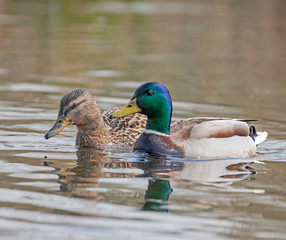  Male and female mallard floating on the water. The mallard (Anas platyrhynchos) is a dabbling duck.