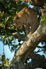 Fototapeta na wymiar Male leopard looking down from tree trunk