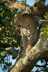 Male leopard looking out from leafy tree