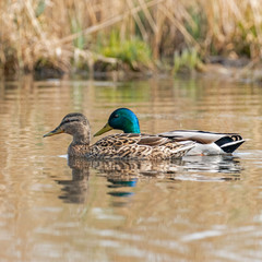  Male and female mallard floating on the water. The mallard (Anas platyrhynchos) is a dabbling duck.