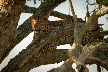 Male leopard looking out from tree branch