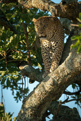 Fototapeta na wymiar Male leopard looks out from tree trunk
