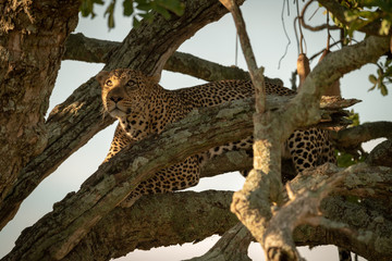 Fototapeta na wymiar Male leopard looks up from tree branch