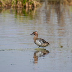 A male garganey (Spatula querquedula) swims on the water. The garganey (Spatula querquedula) is a small dabbling duck. 