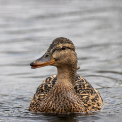  The mallard (Anas platyrhynchos) is a dabbling duck. female mallard swims on the water. 