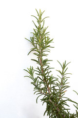 rosemary aromatic plant isolated on white background with copy space for your text
