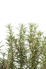 rosemary aromatic plant isolated on white background with copy space for your text