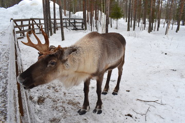 Reindeer part of deer family together with elk and moose Both male and female grow antlers As...